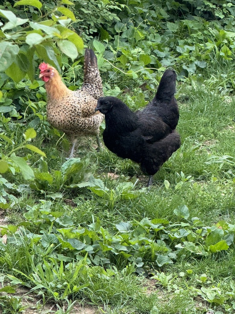 12 Rainbow Egger Hatching Eggs -Colorful Chicks + Eggs🌈 Rare Breed Chickens