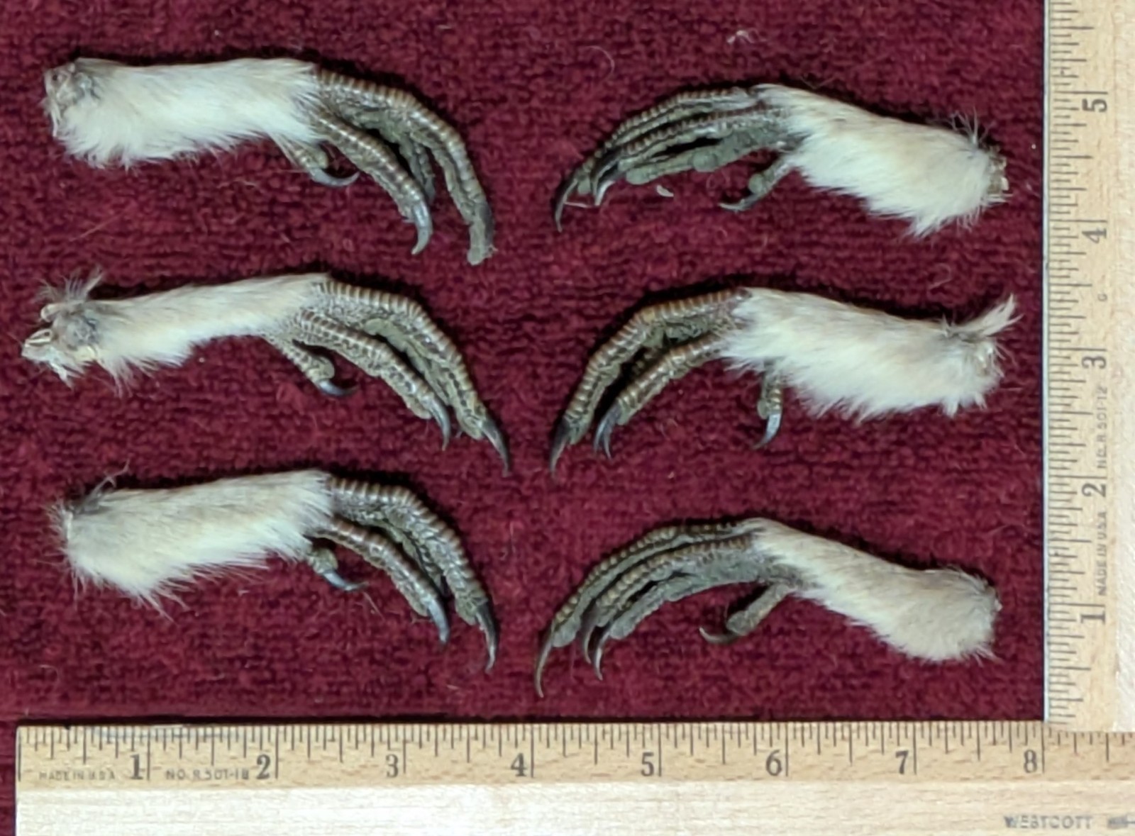 6 Dried Greater Prairie Chicken Feet Taxidermy, Bird, Occult Voodoo Witchcraft