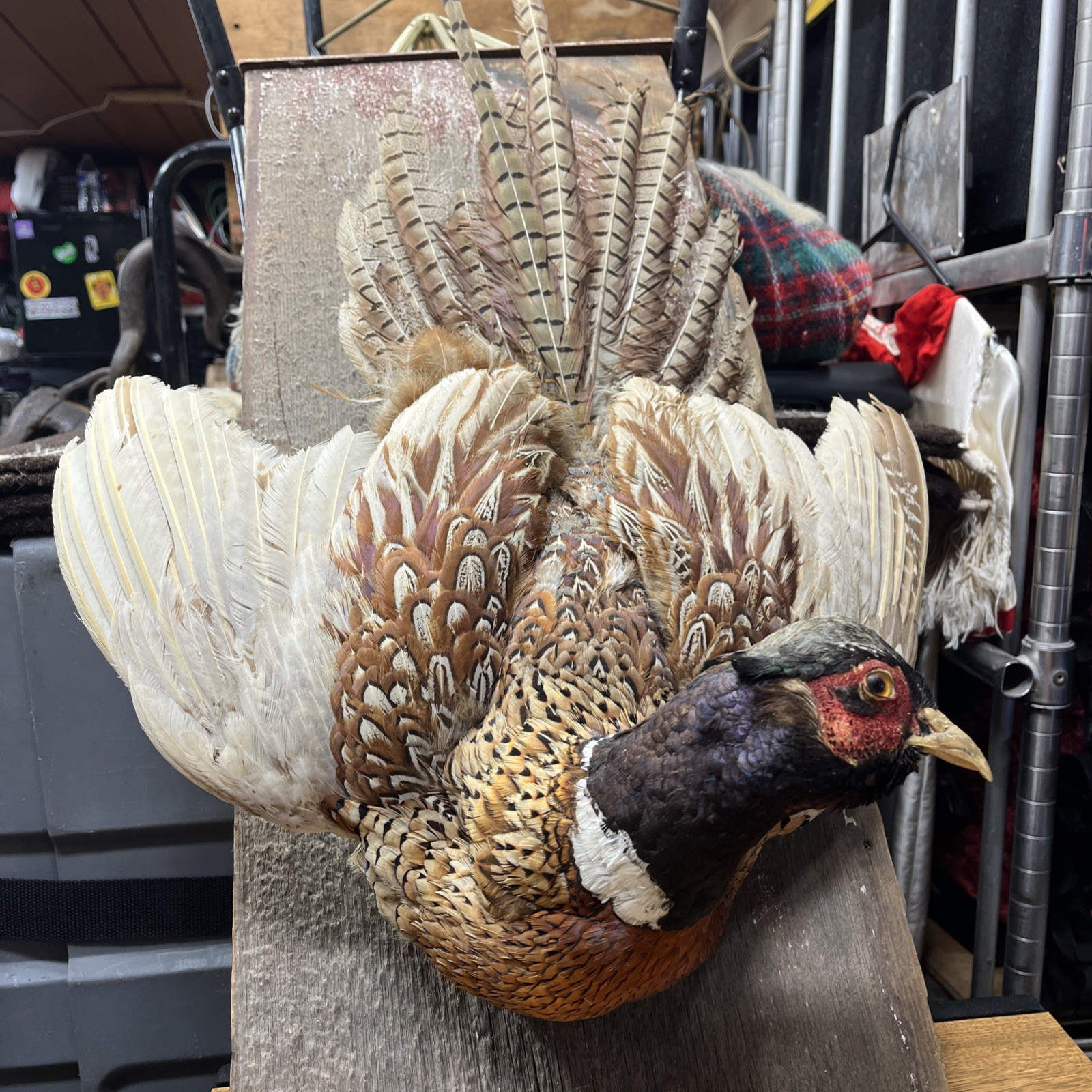 VINTAGE TAXIDERMY RING-NECKED FULL PHEASANT WALL MOUNT 24” CABIN HUNTING