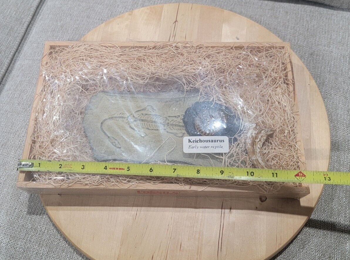 GeoCentral Keichousaurus, Ammonite, Raptor Claw - Fossils Replicas From The Past