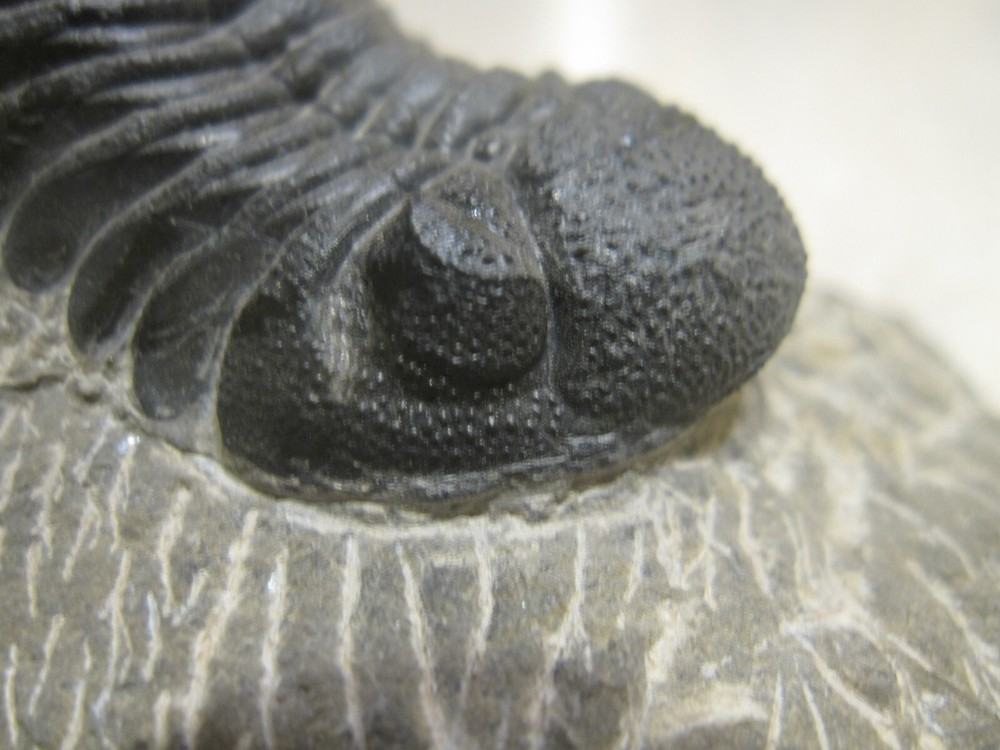 COMPLETE PHACOPS-SUPERB DEVONIAN TRILOBITE