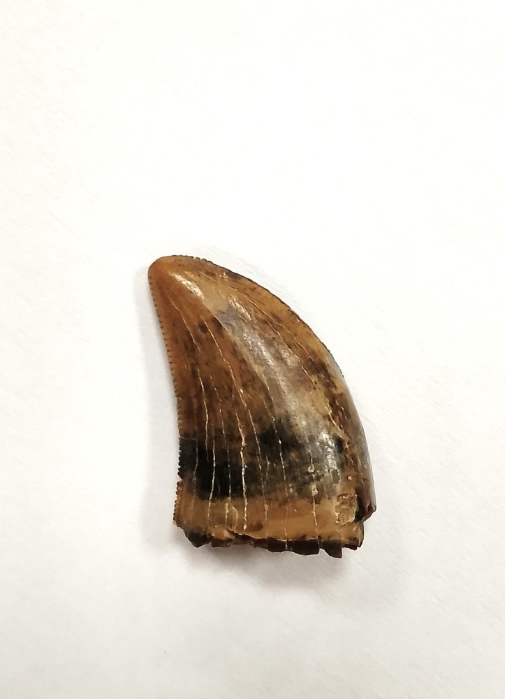 High quality Albertosaurus tooth from the Judith River Formation