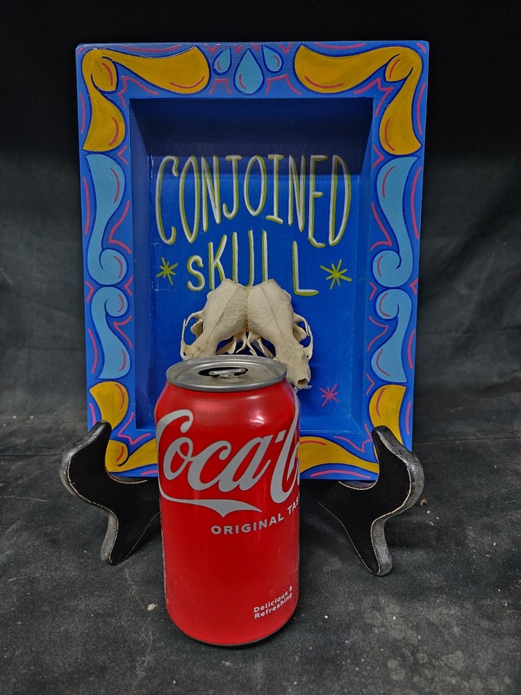 Conjoined Skull Display. Museum Quality, SIDESHOW GAFF, ODDITY, Deformed, Odd