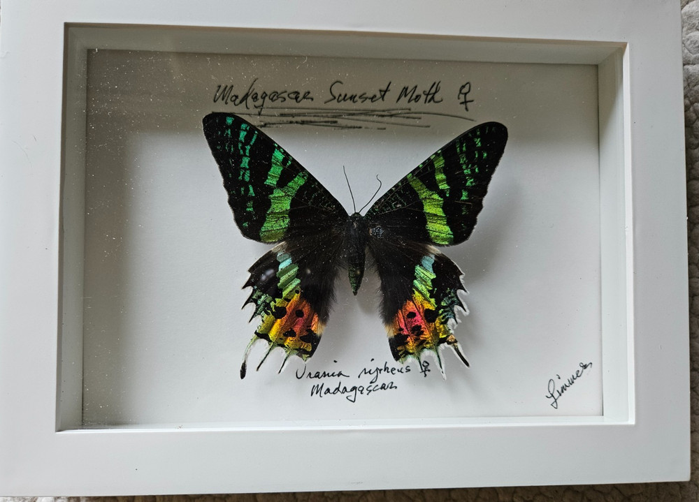 Urania ripheus - Expertly Spread Madagascar Sunset Moth