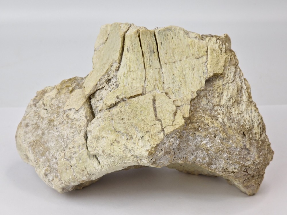 Titanothere Scapula Bone (Partial) - White River Group - Chadron Fm. - NE