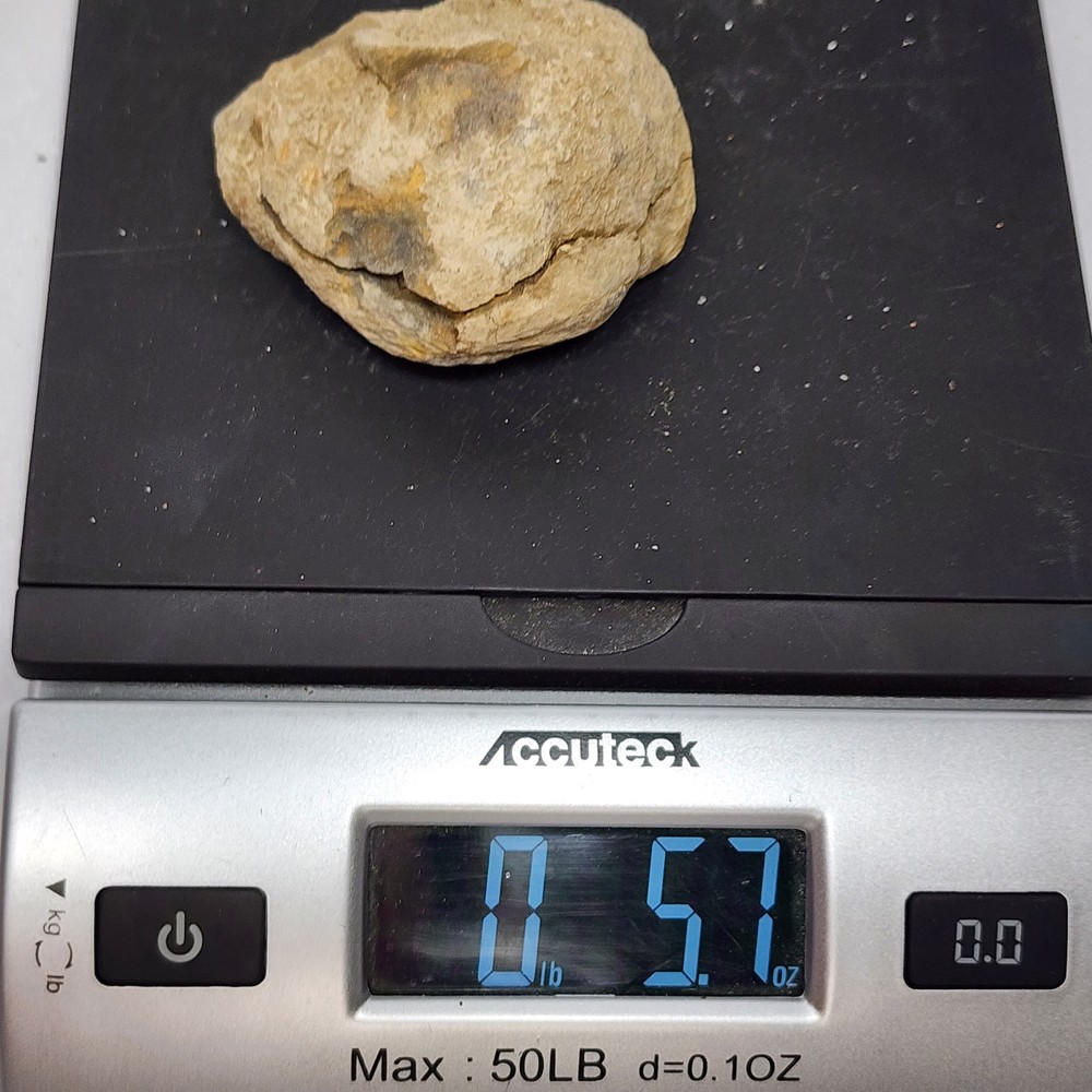 2.6" Authentic Flexicalymene Trilobite in Nodule