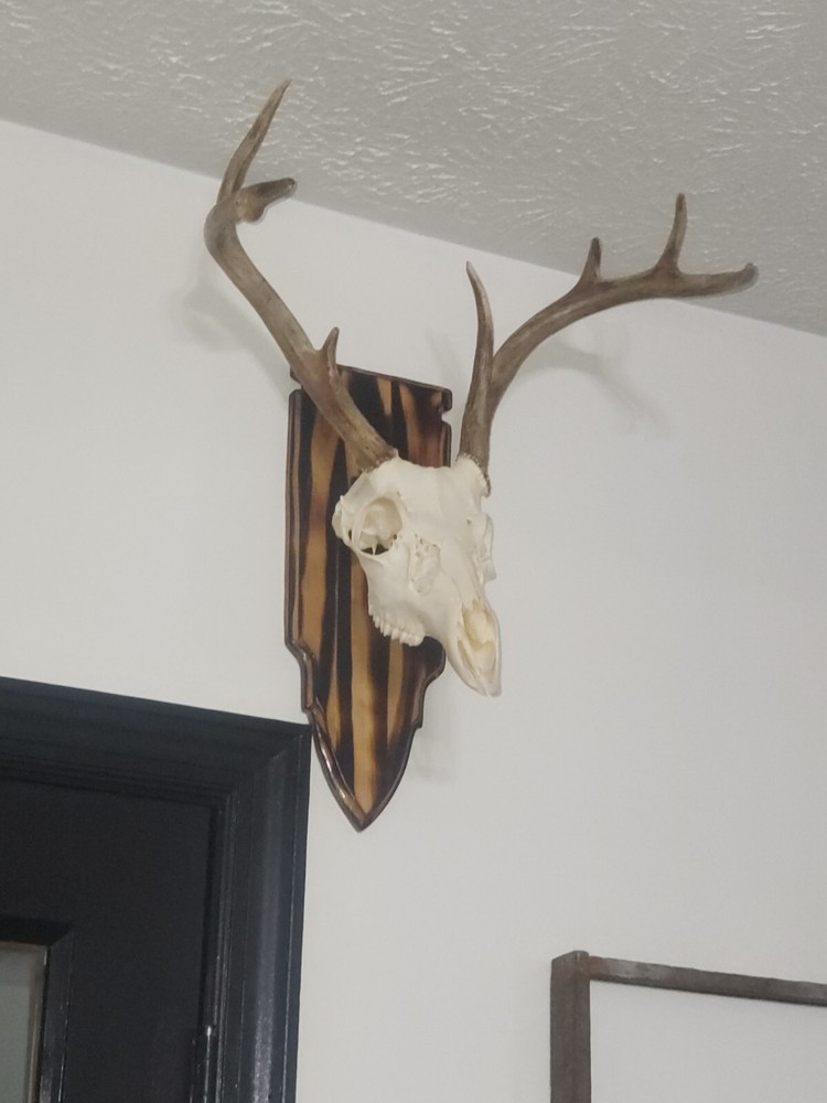 Bullet Shaped Deer Antler Mounting Plaque Burnt Pine
