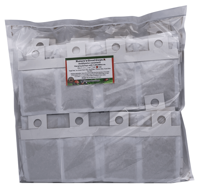 Slow Release Sachets - Amblyseius cucumeris - Predatory Spider Mite Control