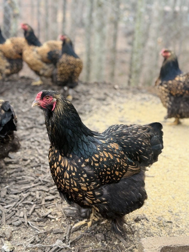 12++ Gold Laced Brahma Hatching Eggs