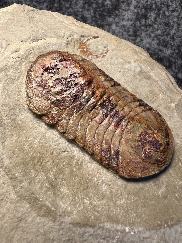 Symphysurus sp. Trilobite Fossil – Well-Preserved Specimen