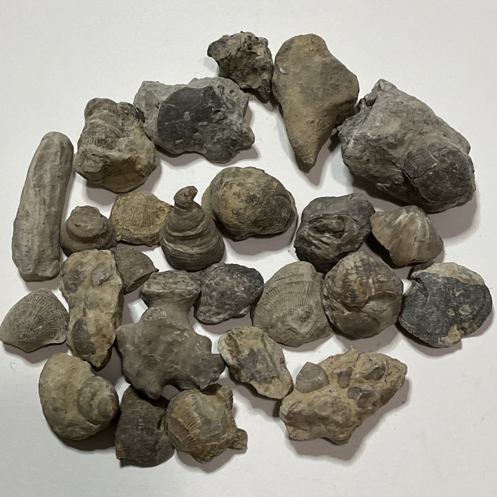 Devonian Fossils Lot Of 25