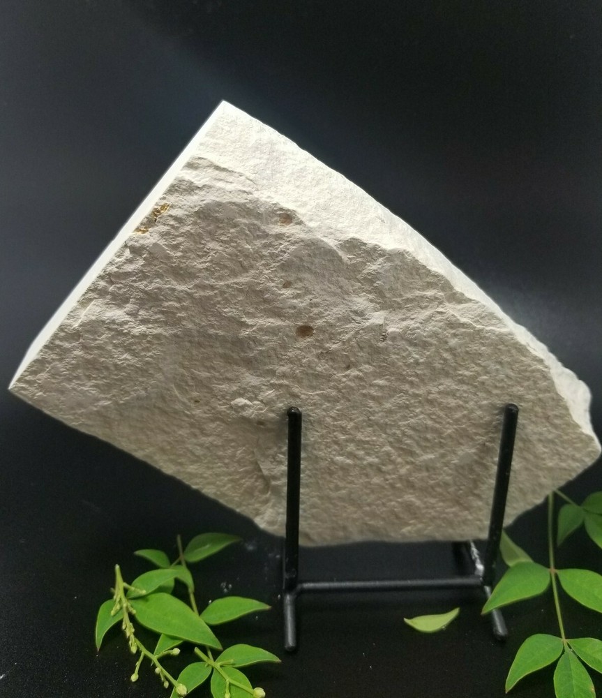 Fish Fossil (FF1) Knightia Eocaena