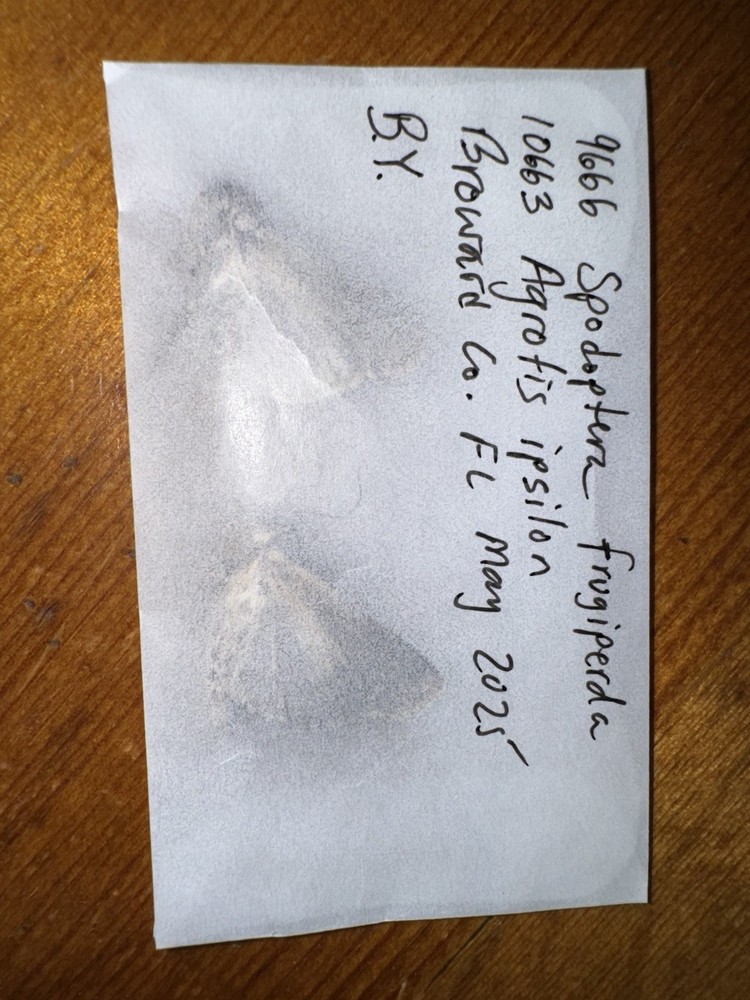 BY2 So FL NOCTUID MOTHS
