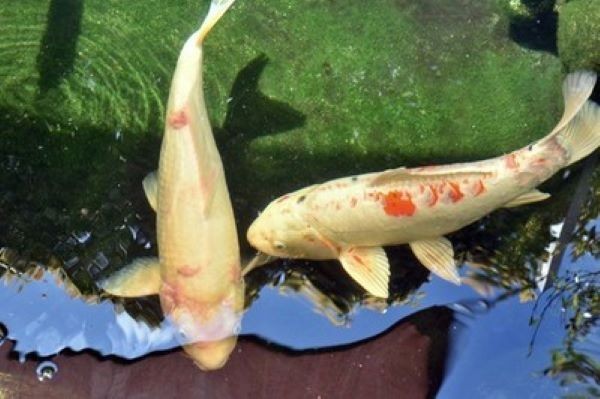 40 lb Bag Koi Fish Food Large Pellets by Americas Best Koi Food 32% Protein