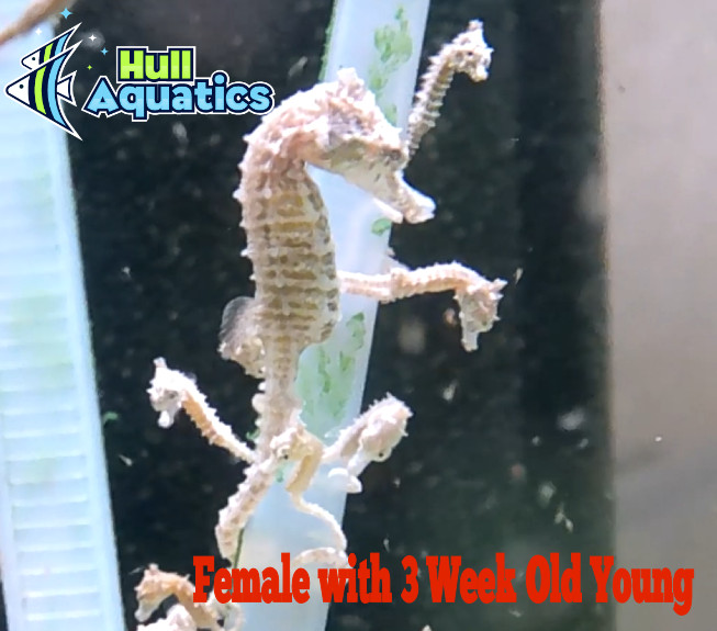 Mated Pair of Dwarf Seahorse