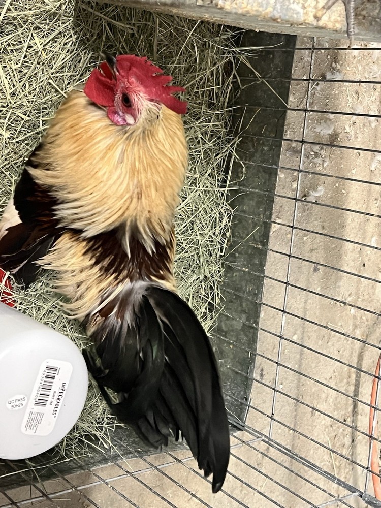 6++ Serama Hatching Eggs