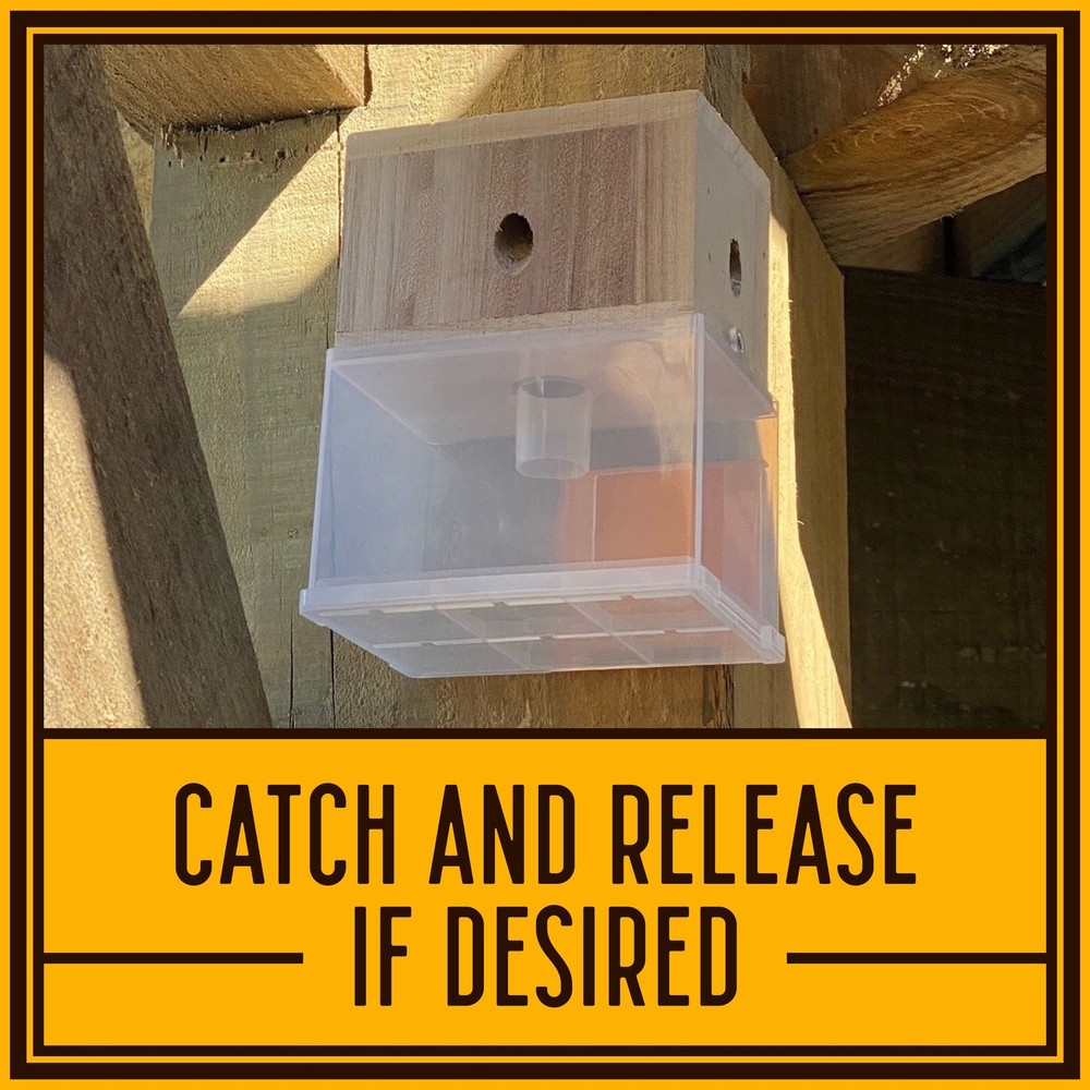 Bees N Things Outdoor Carpenter Bee Trap