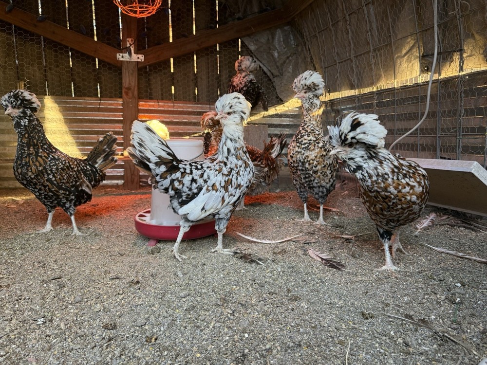 12 +++ Extra Tolbunt Polish Hatching Eggs