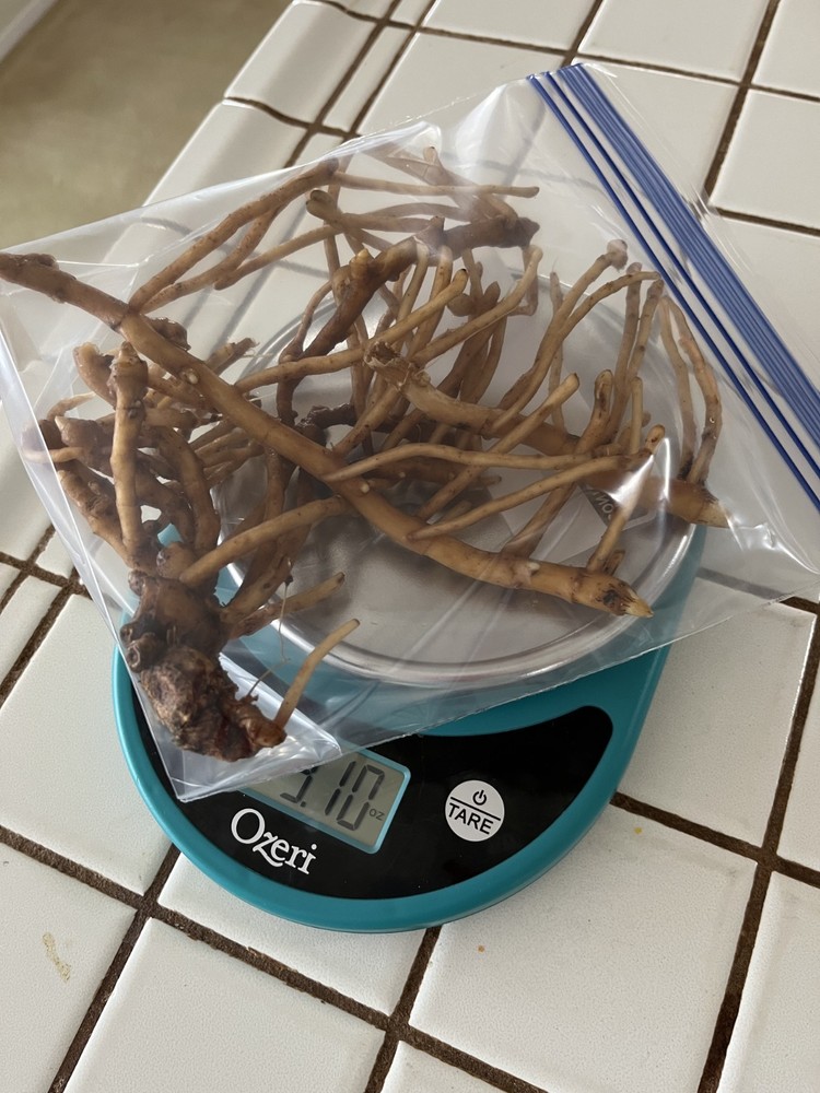 Myoga Ginger Plants Live Roots