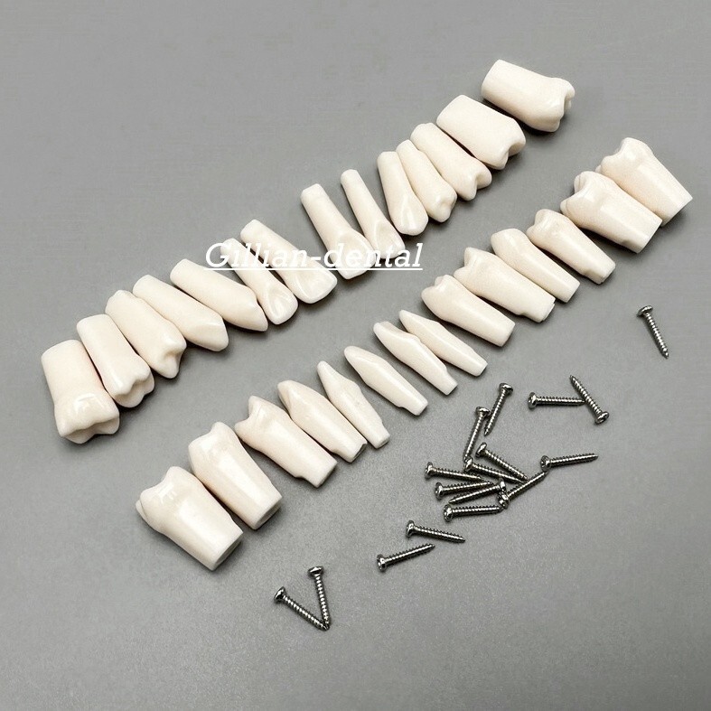 Dental Replacement Screw-in Teeth Typodont Model Practice Removable Tooth Models