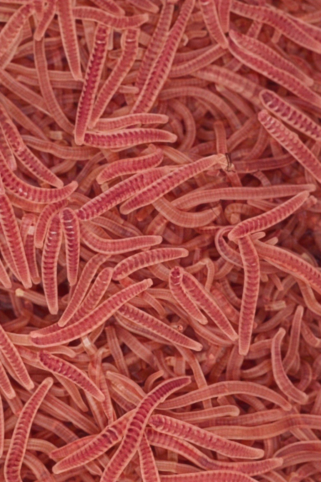 Blackworm +100 Healthy Variety - Live Arrival Guarantee