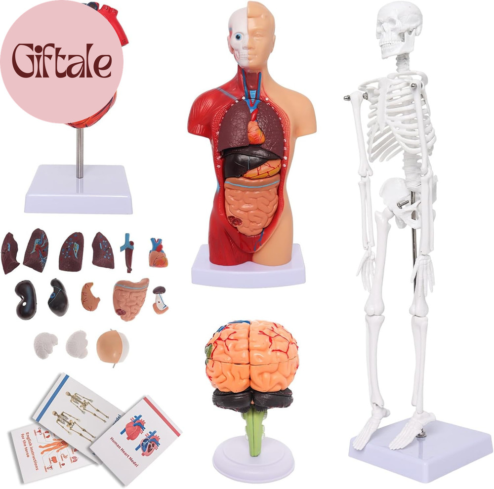 Human Anatomy Models Bundle Set, Brain, Human Torso Body, Heart, Skeleton Model,