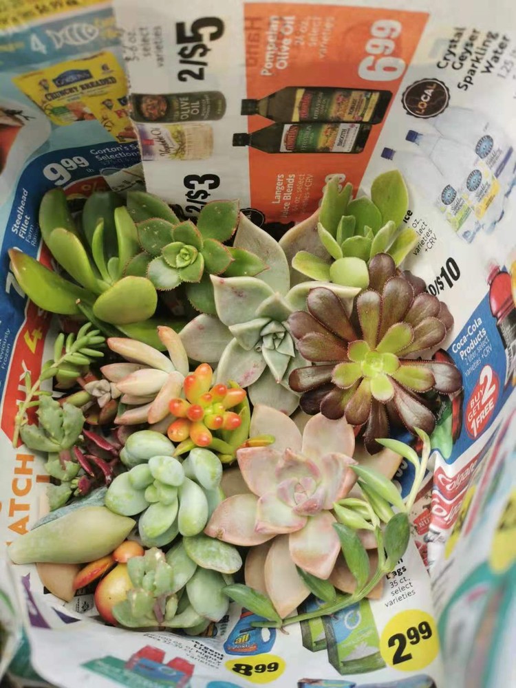 20 Assorted Succulent Cuttings/ 18 Varieties