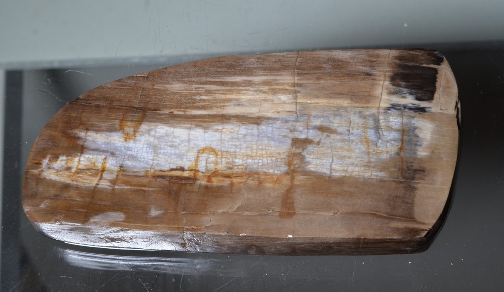 Utah Petrified Wood