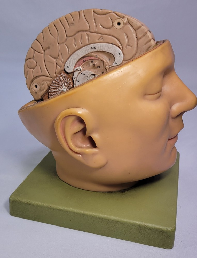 Vintage Somso Anatomical BS5 Head Base & Brain Model - Germany - INCOMPLETE
