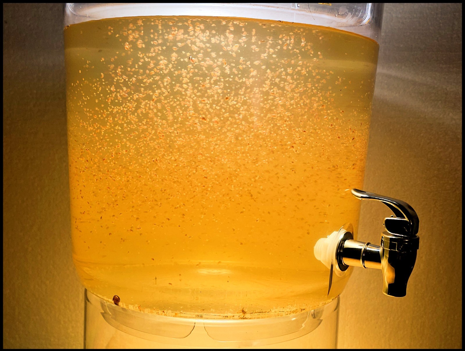 (Buy 2 Get 1 FREE) 500+ Live Daphnia Magna 500+ (FREE SHIPPING)