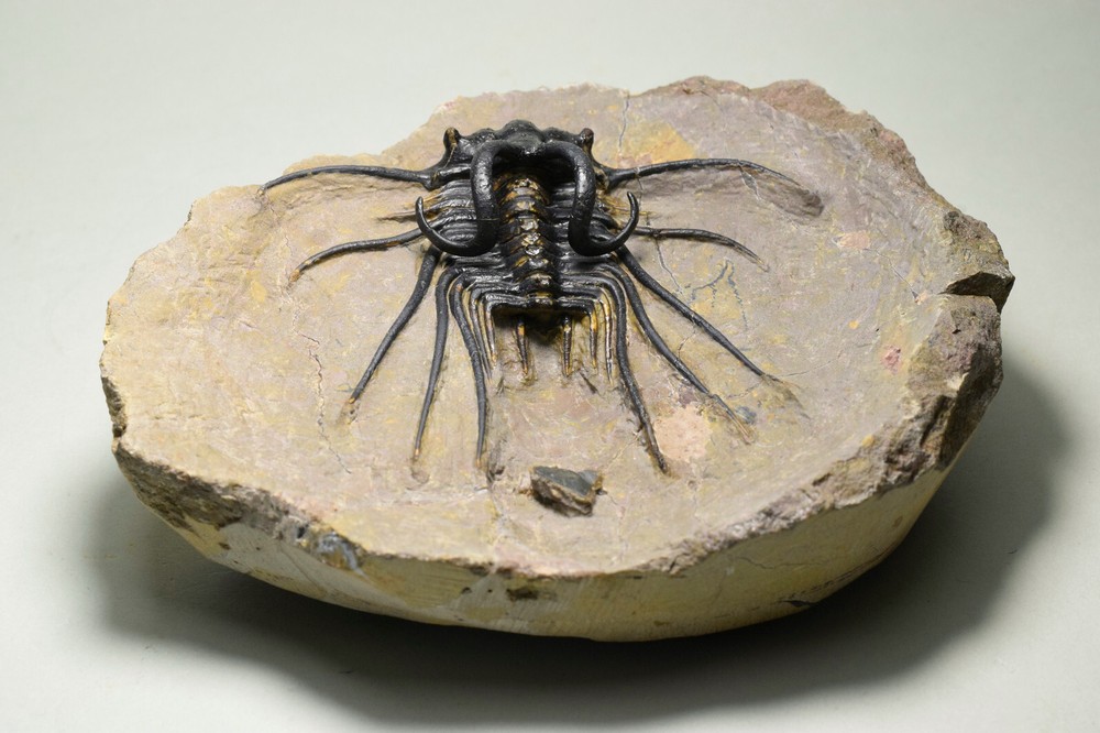 Beautiful spiny trilobite – Dicranurus monstrosus