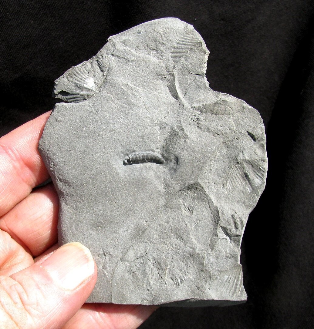 EXTREMELY RARE DETAILED SILURIAN ARMORED WORM MACARIDIAN FROM NEW YORK - COOL!