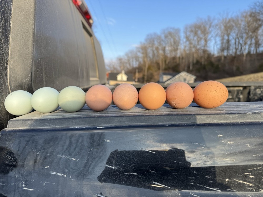 12 Rainbow Egger Hatching Eggs -Colorful Chicks + Eggs🌈 Rare Breed Chickens