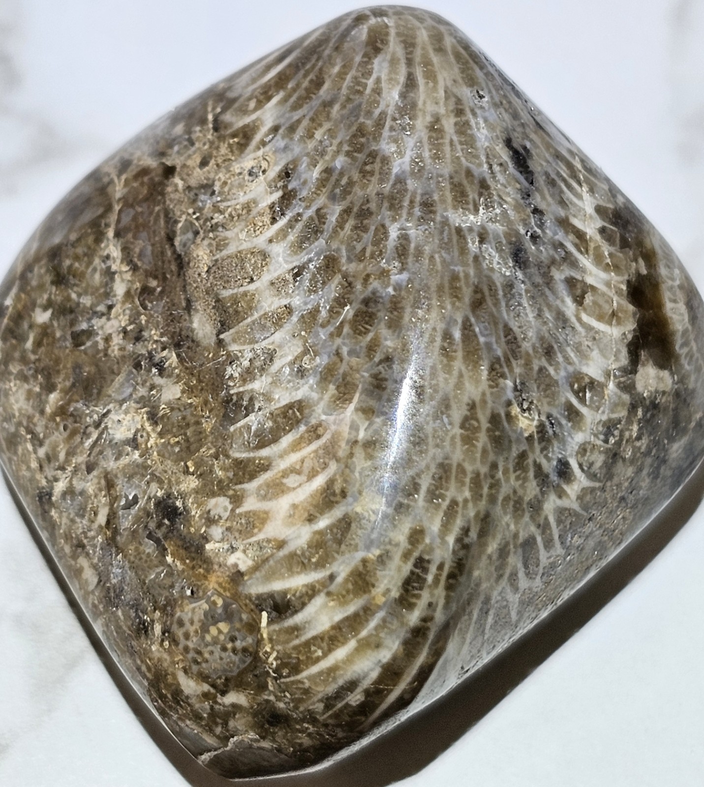 Michigan Horn Coral Agatized 1.5" 1.3 Oz. Fast Shipping Very Unique