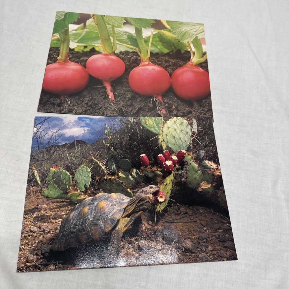 Macmillan IMAGINATION STATION Newbridge Educational Program Homeschool