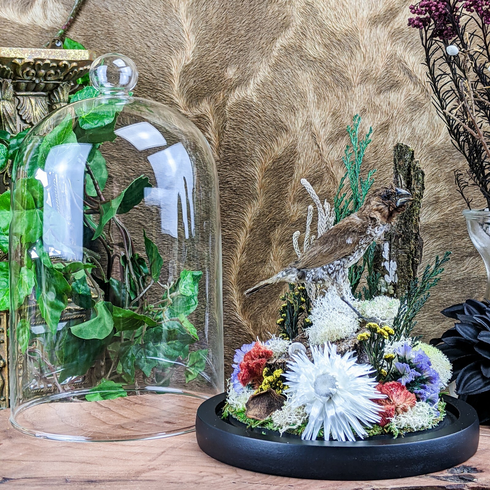 x25a Taxidermy oddities curiosities Spice Finch Bird Glass Dome Display decor