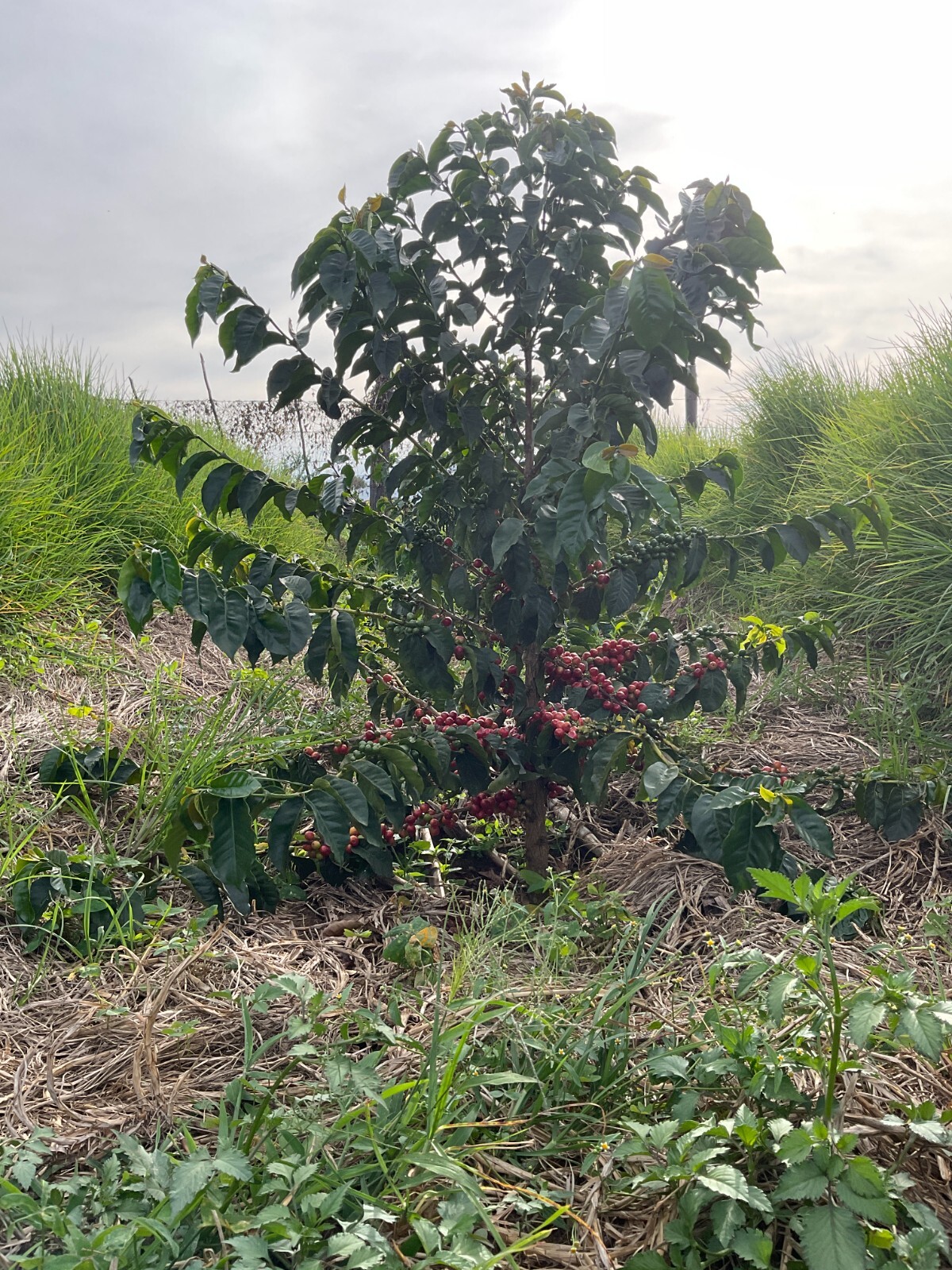 Kenya Peaberry Specialty Grade of Premium Arabica Green Coffee Beans