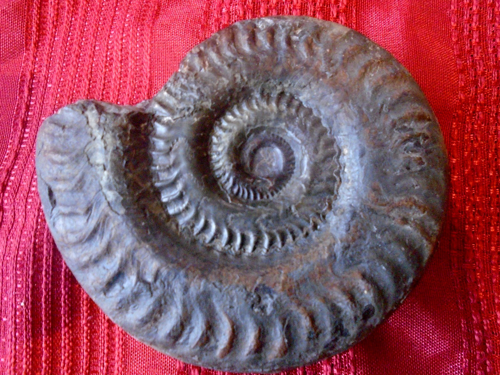 Vintage  Fossil