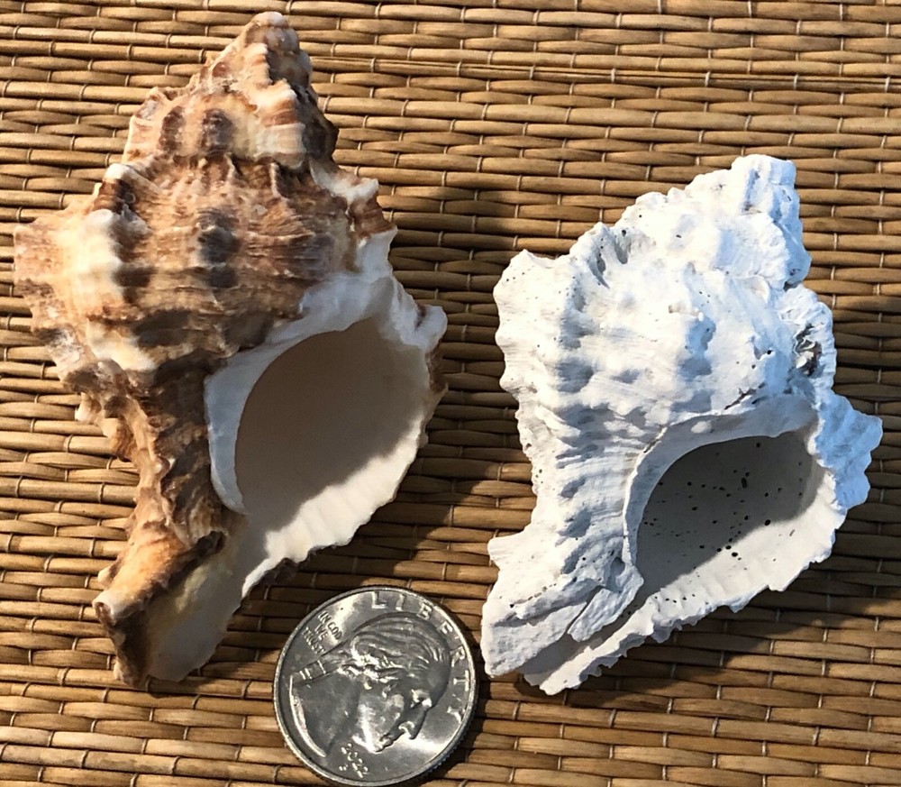 FOSSIL MURICIDAE JOINS CURRENT SEA SHELL - APPLE MUREX