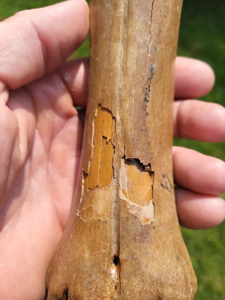 Bison metacarpal Historic bison foot bone