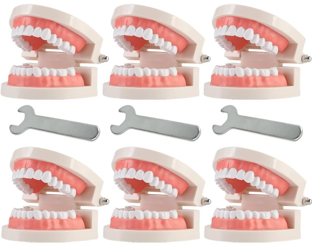 Interactive Teaching Tool: 1:1 Life Size Fake Teeth Model for Dental Classes