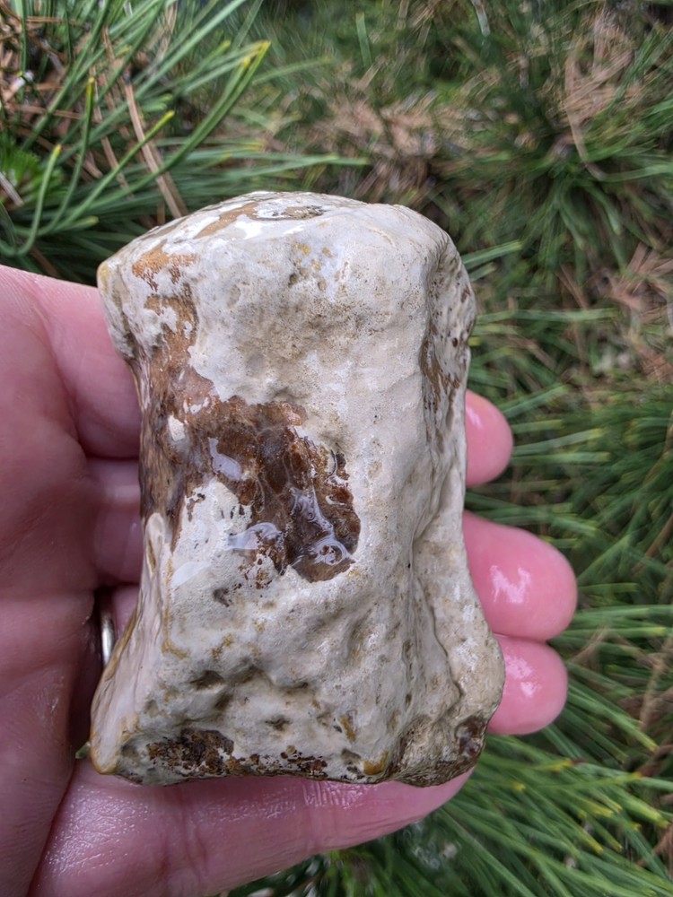 Partially Digested Mosasaur Thoracic Vertebrae TX Fossil Mosasaurus