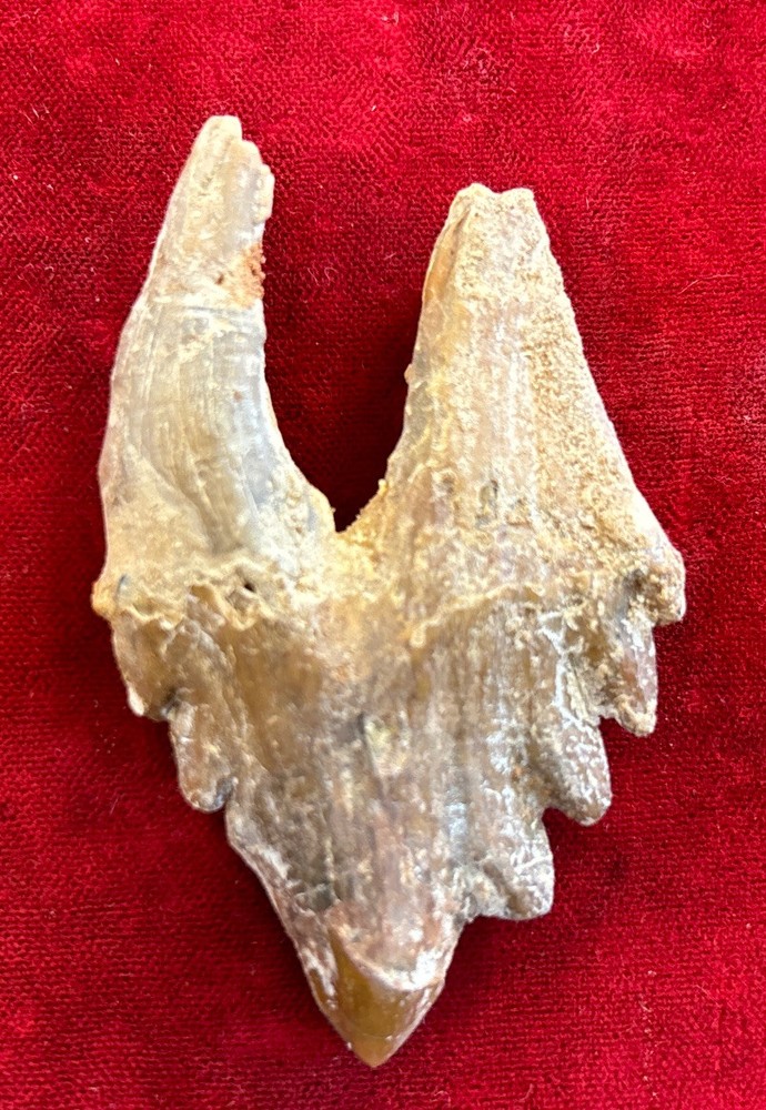 2 5/8” Basilosaurus Tooth 40-34 Mil Yrs Old Late Eocene