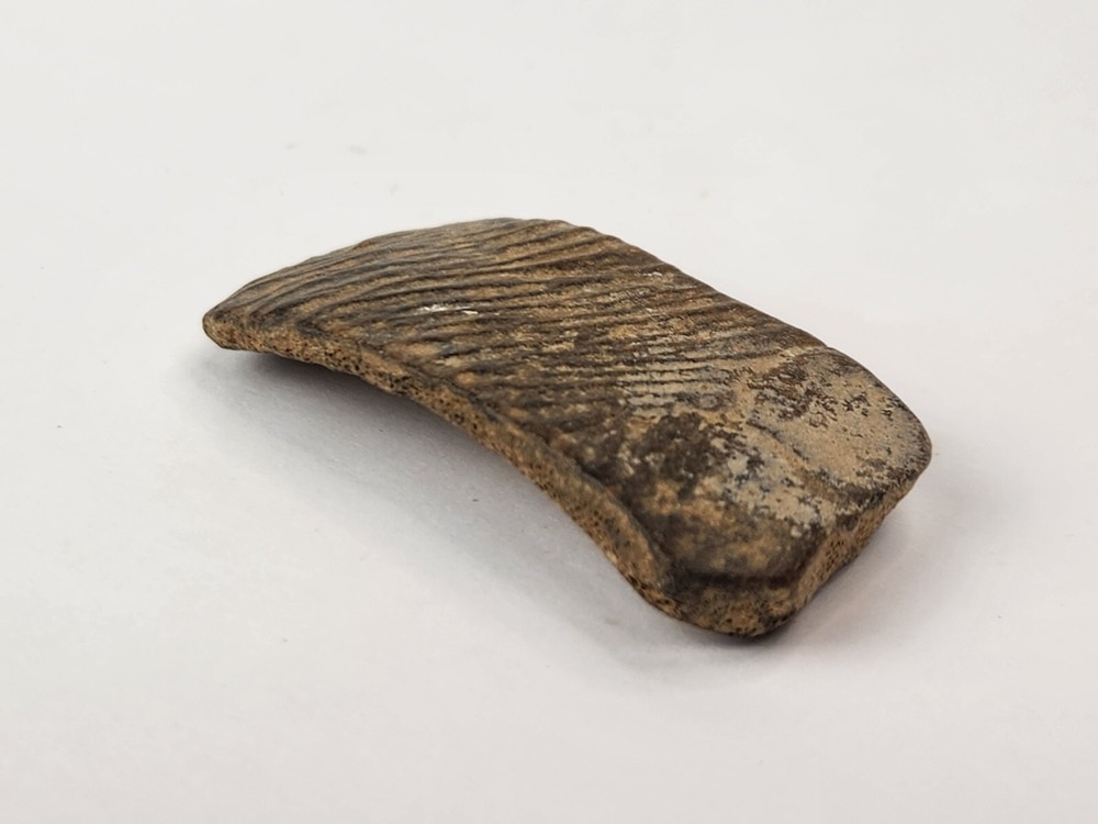 Cretaceous Turtle Shell Fossil - TX