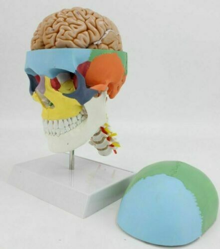 Human Skull Colored Skeleton 8 Pc Brain Model & 7 Cervical Vertebrae Base USA
