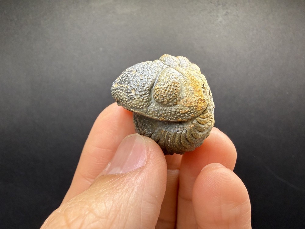 Enrolled Moroccops Trilobite