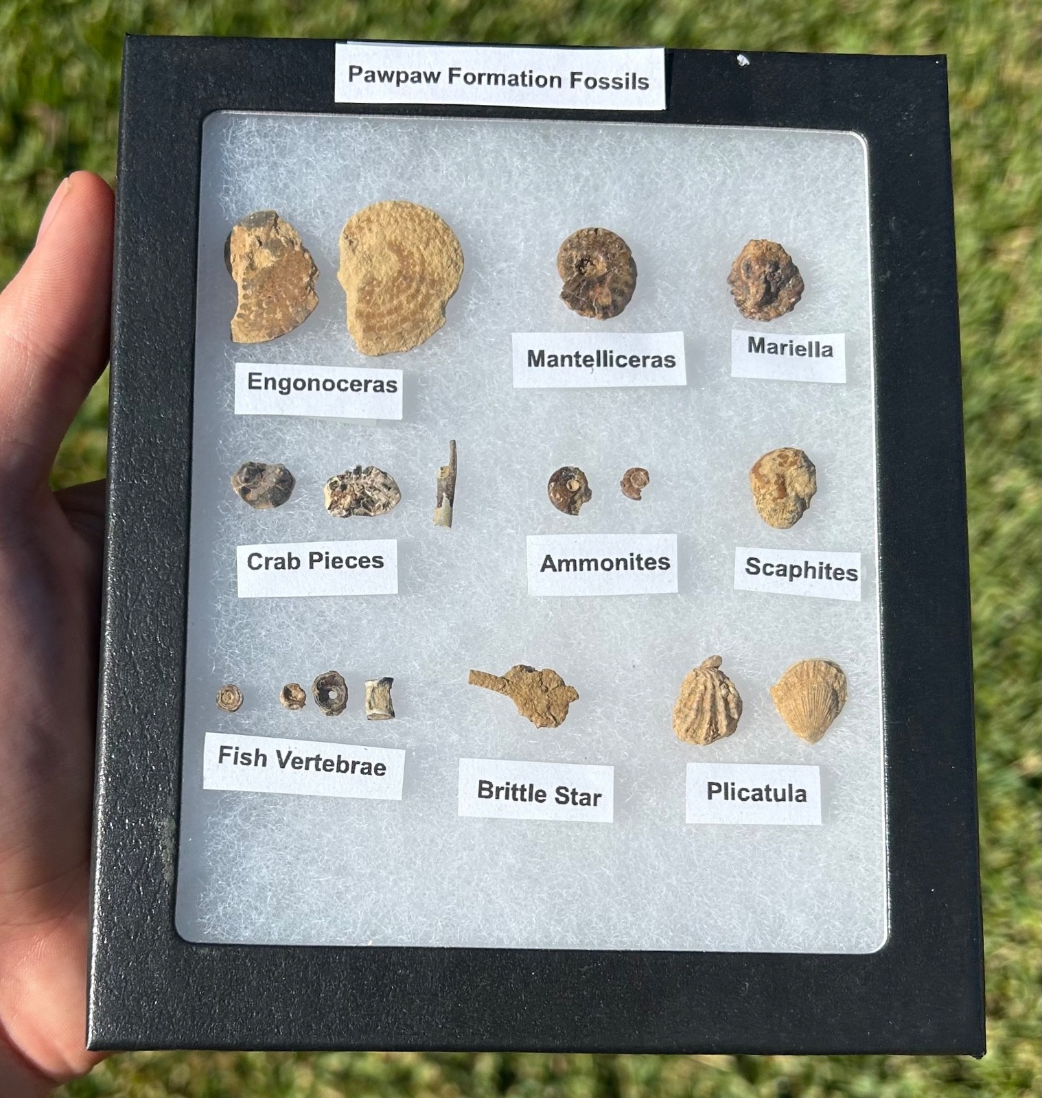 Pawpaw Formation Fossils Collection Starfish Ammonites Crabs Scaphites etc