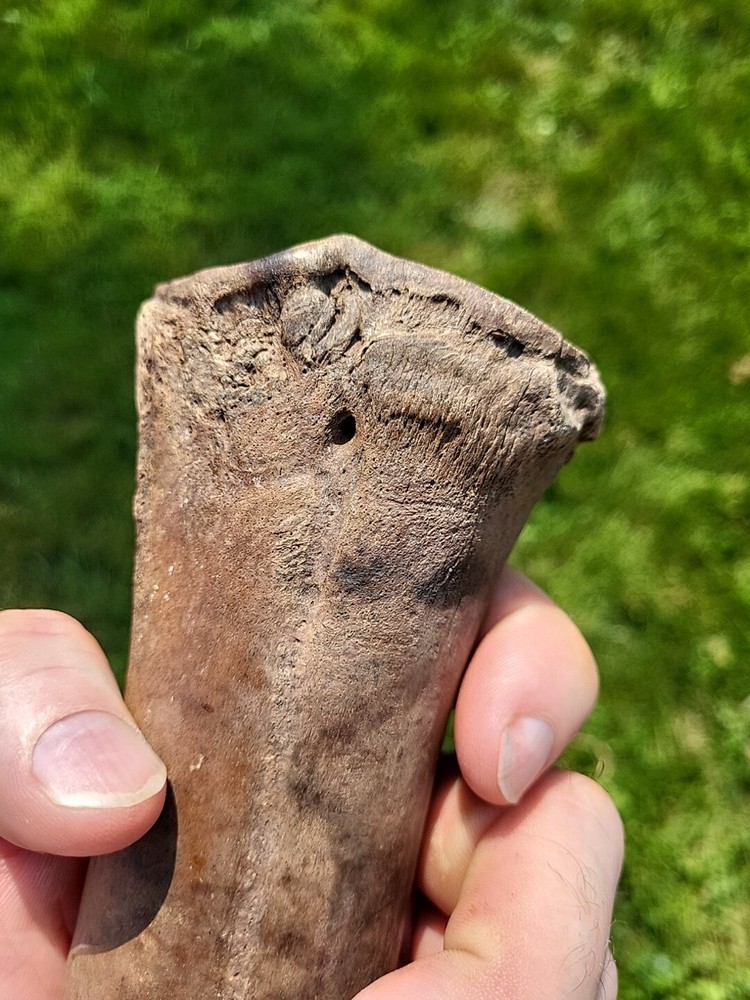 Bison metacarpal Historic bison foot bone