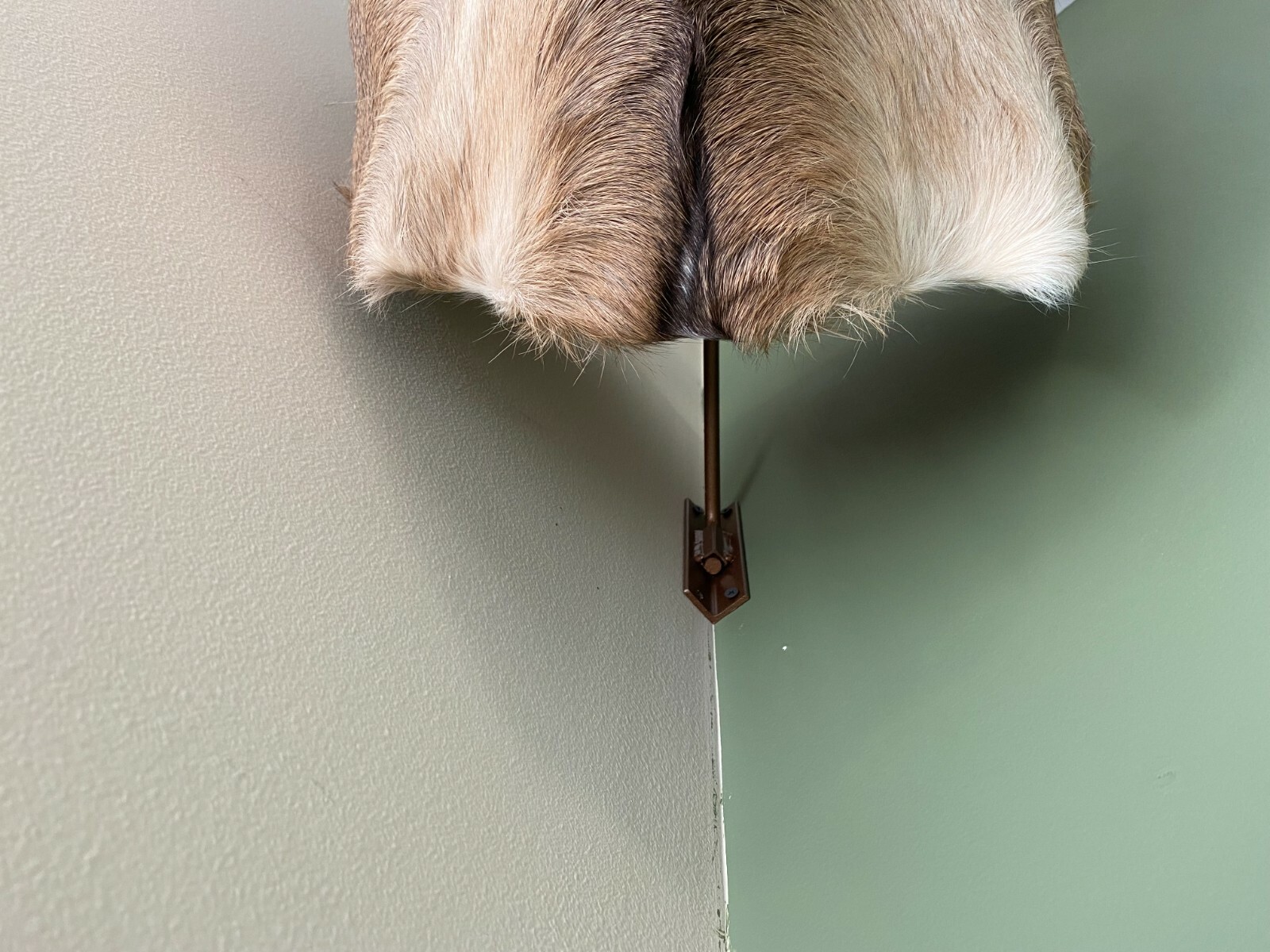 Amazeen Outdoors Adjustable Shoulder Mount Wall Hanger Whitetail Deer Mule