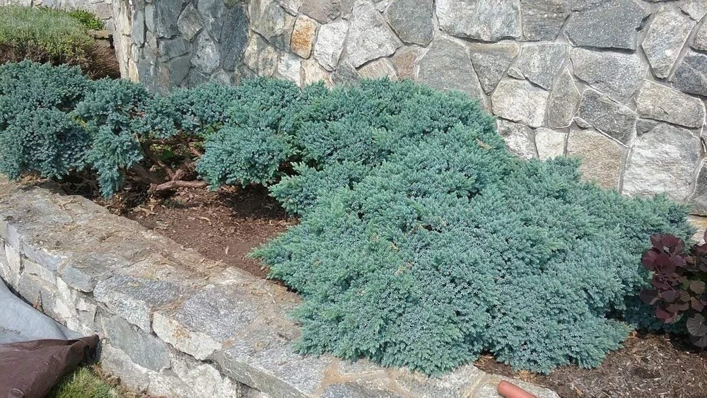 Juniper Blue Star | 2 Inch | Juniperus squamata | Groundcover | Erosion Control